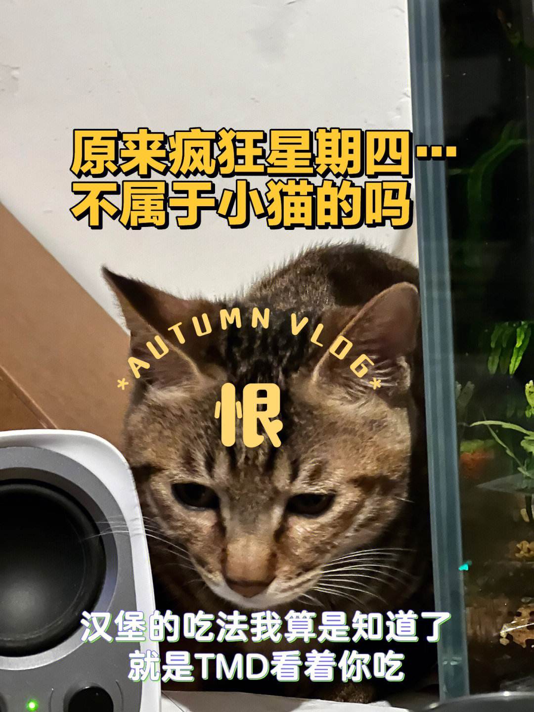爱奇艺体育会员-关于方硕更新社媒Vlog：只是吃个汉堡，又给我整花活的信息